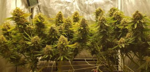 Jock Horror Auto - картинка 6