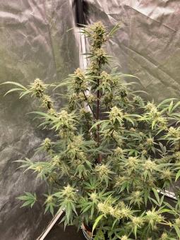 Gorilla Punch Auto - картинка 4