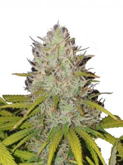 Marmalate - картинка 2