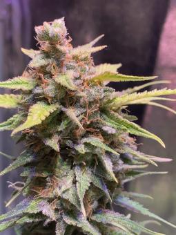 Auto Kong 4 Auto - картинка 2