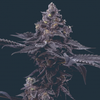 Peanut Butter Breath - картинка 1