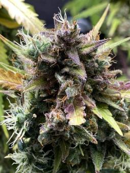 Purple Punch Auto - картинка 10