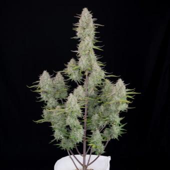 Wedding Cheesecake Auto - картинка 2