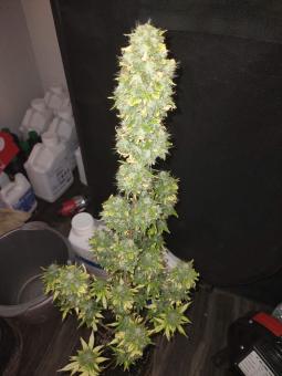 Auto Do-Si-Dos - картинка 2