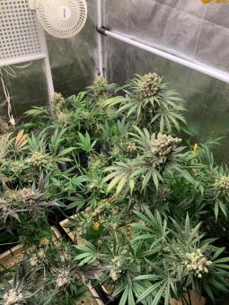 Sour Diesel - картинка 4