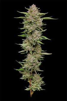 Hella Jelly - картинка 1