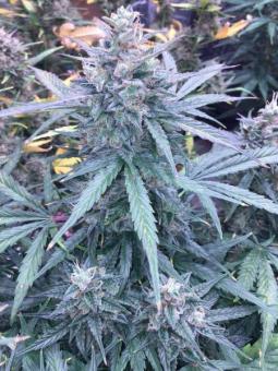 Buddha Red Dwarf Auto - картинка 4