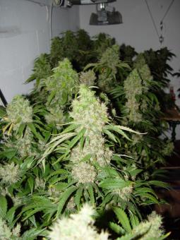 Bubble Gum - картинка 3