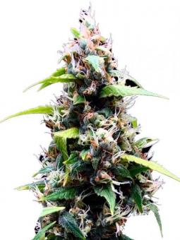 Sour Puffs - картинка 4