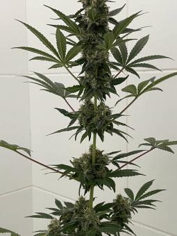Super Lemon Haze - картинка 4