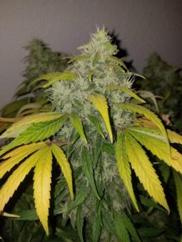 Dutch Dragon - картинка 4