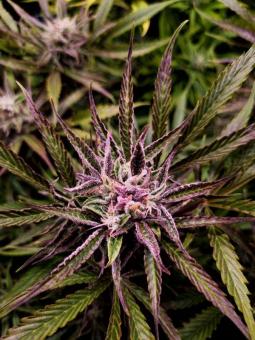 Buddha Auto Tangie - картинка 9