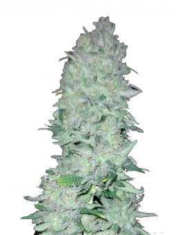 Delicius Cookies Early Version - картинка 1