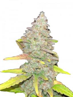 Purple Mints - картинка 1