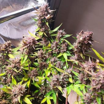 Crystal Meth Auto - картинка 4