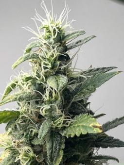 Six Shooter Auto - картинка 3