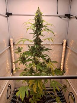 Nebula - картинка 3