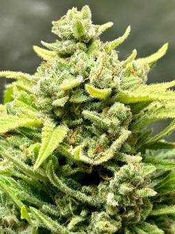 Pound Cake Auto - картинка 4