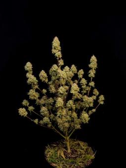 Apricot Auto - картинка 4