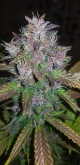 C4 Auto - картинка 5