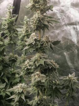 Sweet Mandarine Zkittlez F1 Fast Version - картинка 2