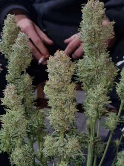 Buddha Auto Tangie - картинка 4