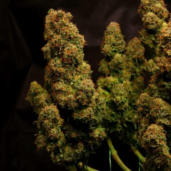 Cali Crasher - картинка 4