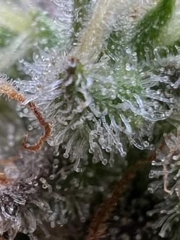 Super Silver Haze - картинка 4