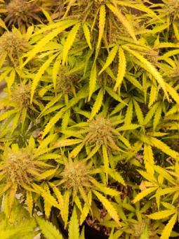 Dark Kush Auto - картинка 4