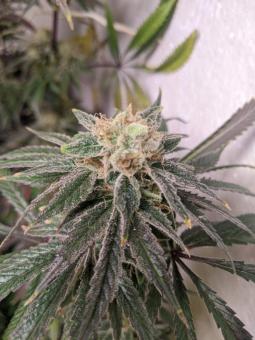 Lost Pearl - картинка 3