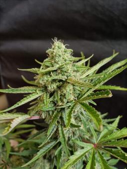 Auto White Widow CBD - картинка 2