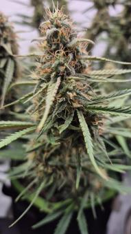 Papaya Zoap Auto - картинка 4