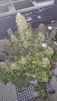 Sweet Zenzation/Sweet skittlez - картинка 3