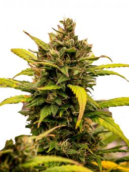 Jack Herer Auto - картинка 6