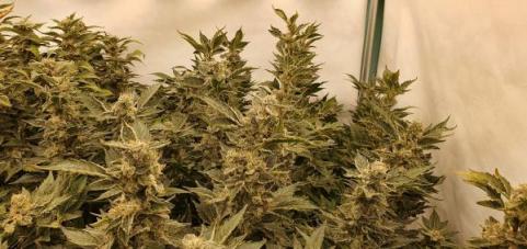 White Rhino - картинка 5