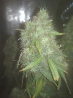 AK 74 Auto - картинка 6