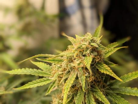 Friesland - картинка 2