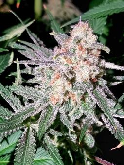 Negra44 - картинка 3