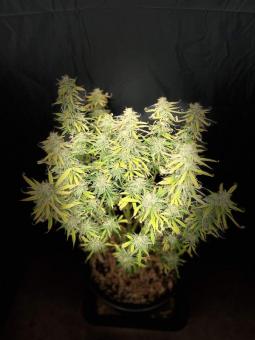 Auto Jack - картинка 3