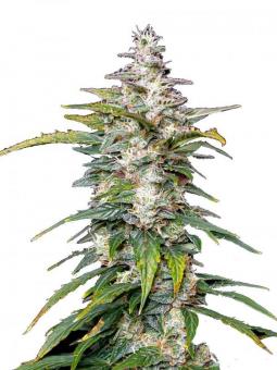 Watermelon Zkittlez - картинка 1