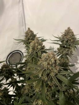 Mendocino Skunk - картинка 6