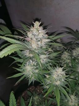 CBD Charlotte's Angel - картинка 6