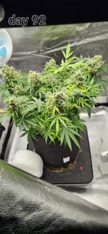 Pineapple Express Auto - картинка 6