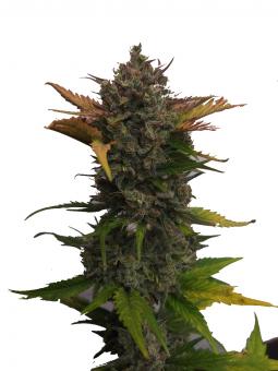 Northern Lights Auto - картинка 7