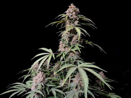 Amnesia Zkittlez Auto - картинка 3