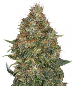 Chemdog #4 - картинка 5