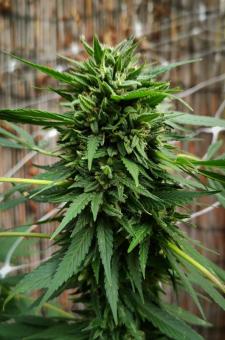 Passion #1 - картинка 9