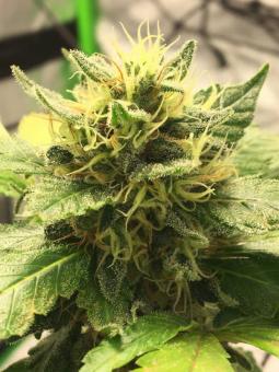 BCN Sour Diesel - картинка 3