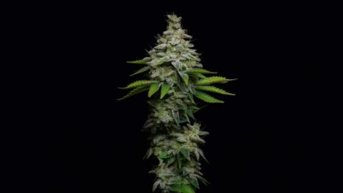 Fruit Cake - картинка 2