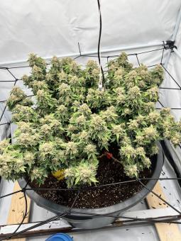 Lemon Skunk - картинка 4